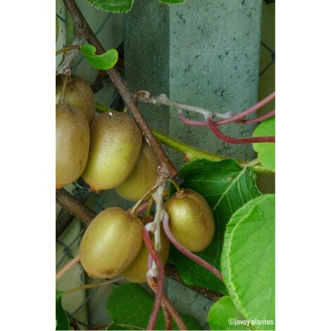 Kiwi femelle 'Hayward ' Taille du pot - Pot de 3 Litres