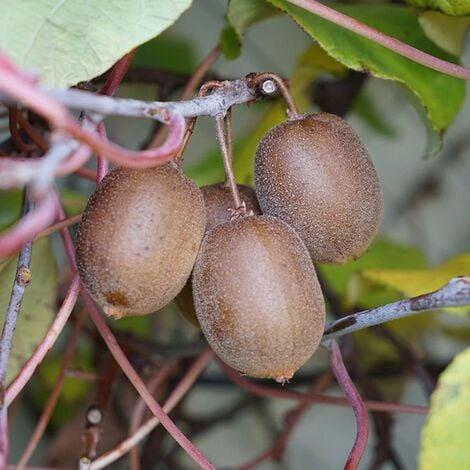 JAVOY PLANTES Kiwi jaune femelle 'Golden Delight' - actinidia chinensis 3L