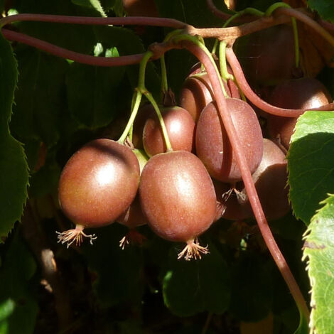Kiwi, Kiwai 'Purpurea' femelle Pot de 2L/3L 80/120cm