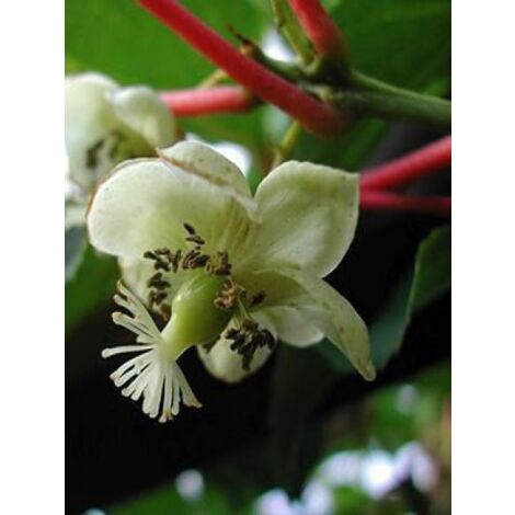 Kiwi, Kiwai 'Weikii' -mâle Pot de 1,5L/2L