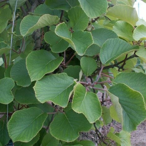 JAVOY PLANTES Kiwi mâle - actinidia deliciosa 1,5L