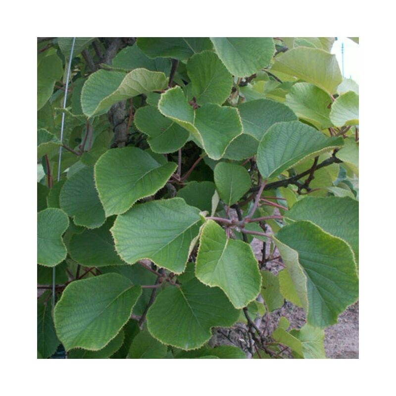 Javoy Plantes - Kiwi mâle - actinidia deliciosa 1,5L