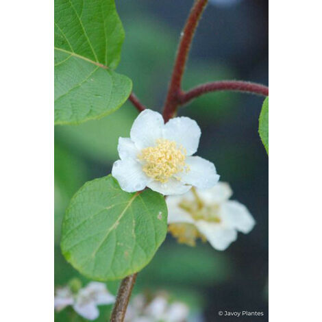 Kiwi mâle 'Tomuri ' Taille du pot - Pot de 3 Litres