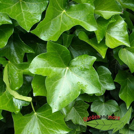 Kletterpflanze Efeu, immergrüner Klassiker für schattige Stellen, 120-150 cm