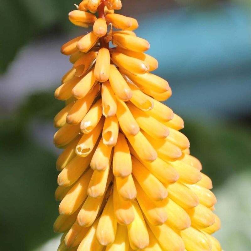 Kniphofia, Tison de Satan Banana Popsicle®/Lot de 3 godets