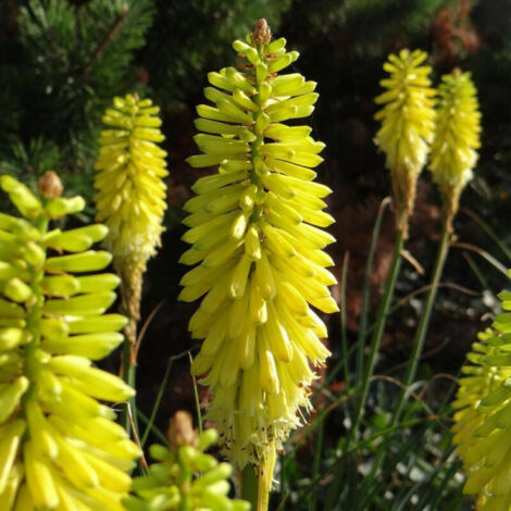 Kniphofia, Tison de Satan Lemon Popsicle®/Pot de 4L - 40/60 cm