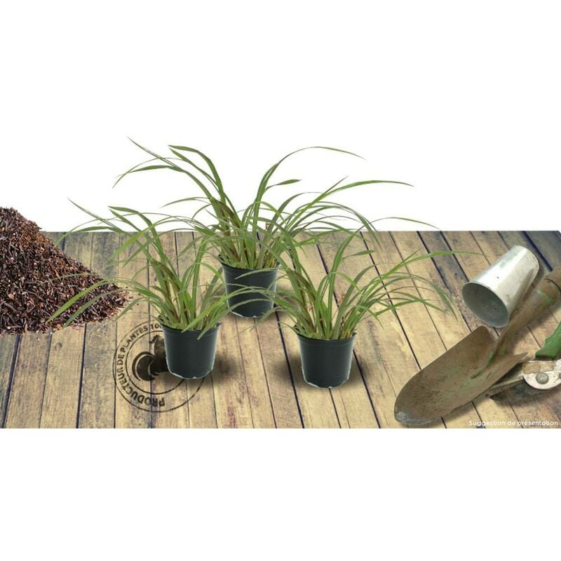 Kniphofia, Tison de Satan Vincent Lepage | Conditionnement: Lot de 3 godets