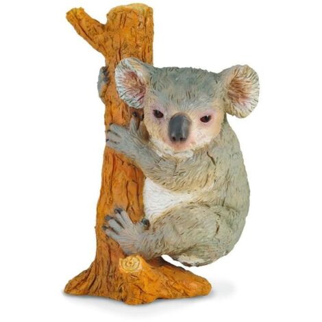 Koala che si arrampica