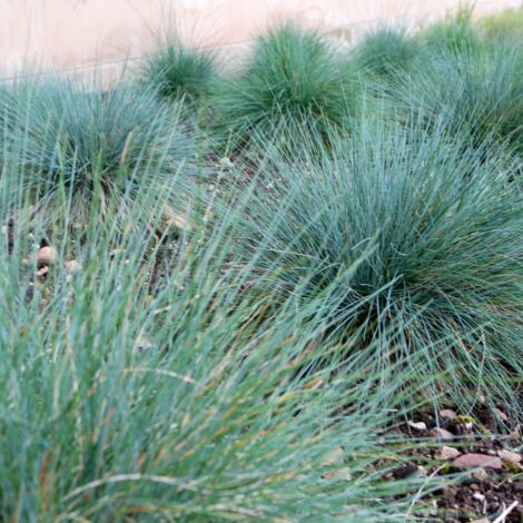 Koélérie glauque - Koeleria glauca pot 3L