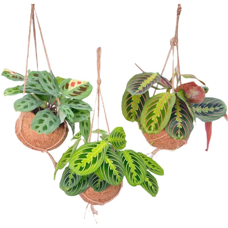Kokodama Mix Maranta - 3 pièces - Ø15cm - H20cm– ComfortXL Green