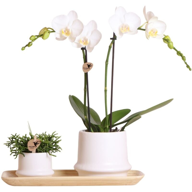 Kolibri Orchids - Kolibri Company - Set de plantes Ring blanc - Set avec orchidée Phalaenopsis blanche Amabilis 9cm et plante verte Rhipsalis 6cm et