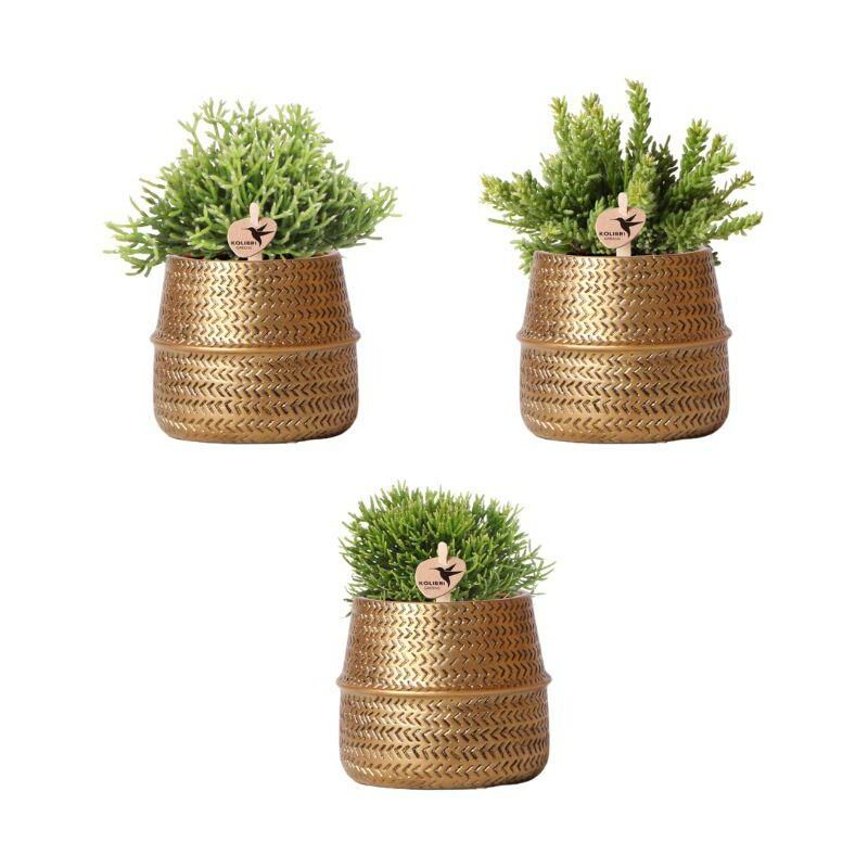 Kolibri Greens - Set de plantes - avec 3 mélanges de rhipsalis - pots décoratifs en céramique inclus - taille des pots 9cm