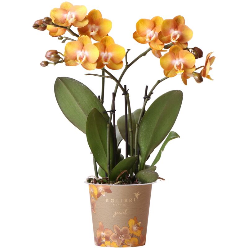 Kolibri Orchideen - Orchidée Phalaenopsis Orange Gold - Taille du pot 12cm - Jewel Las Vegas