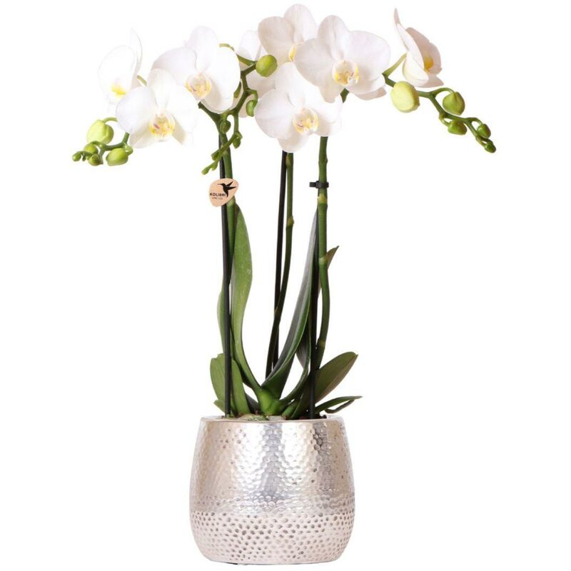 Kolibri Orchids - orchidée Phalaenopsis blanche - Amabilis + pot Elite argenté- taille du pot 9cm - hauteur 35cm - plante d'intérieur à fleurs