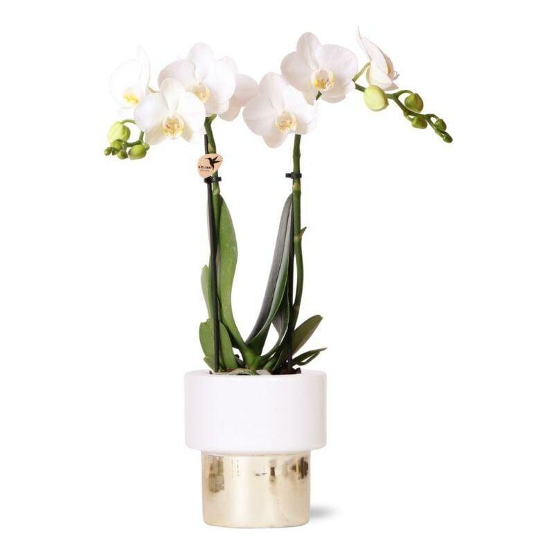 Orchidée Phalaenopsis blanche - Amabilis + pot Elite Gold - taille du pot 9cm - hauteur 35cm - plante d'intérieur à fleurs - Kolibri Orchids