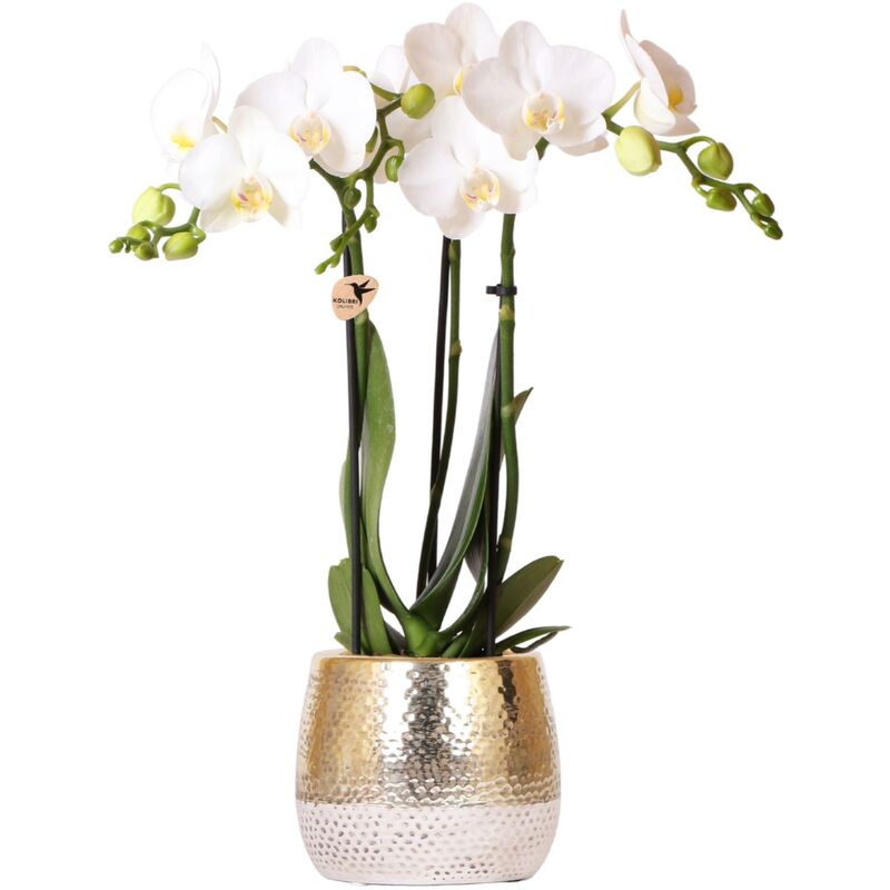 Orchidée Phalaenopsis blanche - Amabilis + pot Elite Gold - taille du pot 9cm - hauteur 40cm - plante d'intérieur à fleurs - Kolibri Orchids