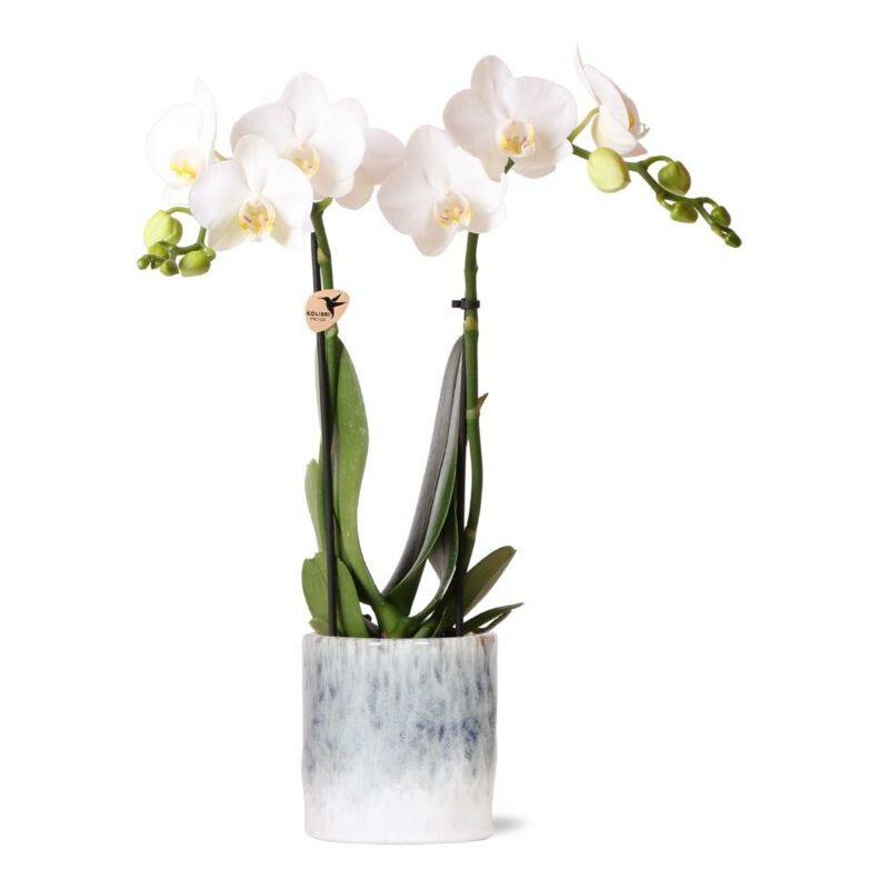 Kolibri Orchids - Orchidée Phalaenopsis blanche - Amabilis + pot Sky - taille du pot 9cm - hauteur 40cm - plante d'intérieur à fleurs