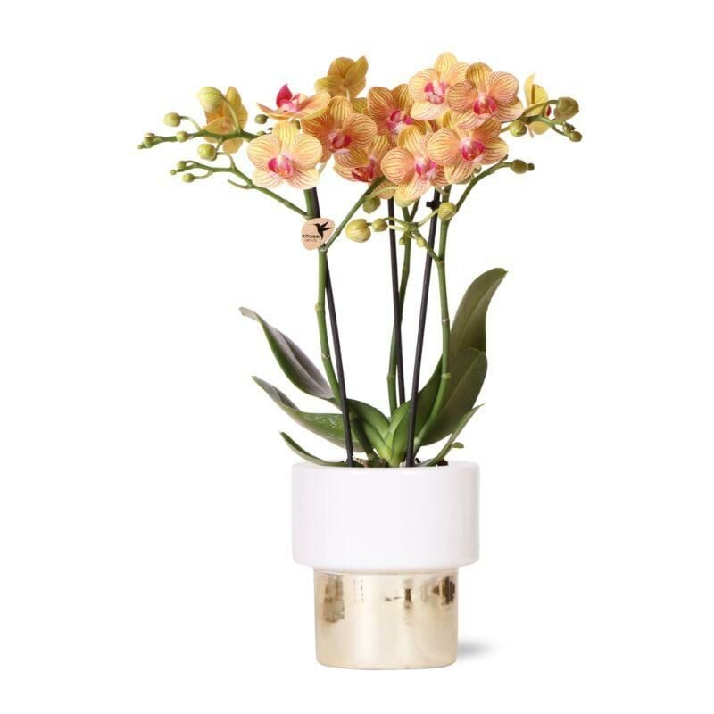 Kolibri Orchids - orchidée phalaenopsis blanche - Jamaica + pot Lush - taille de pot 9cm - hauteur 40cm - plante d'intérieur fleurie