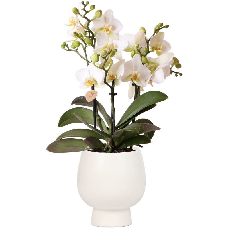Kolibri Orchids - Orchidée Phalaenopsis blanche - Lausanne + pot décoratif blanc Scandic - taille de pot 9cm + hauteur 40cm - plante d'intérieur