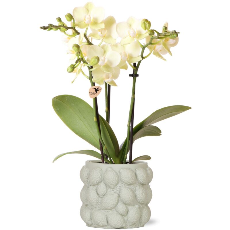 Kolibri Orchids - orchidée phalaenopsis jaune - Mexique + pot décoratif vert citrus - taille de pot 9cm - hauteur 40cm - plante d'intérieur fleurie