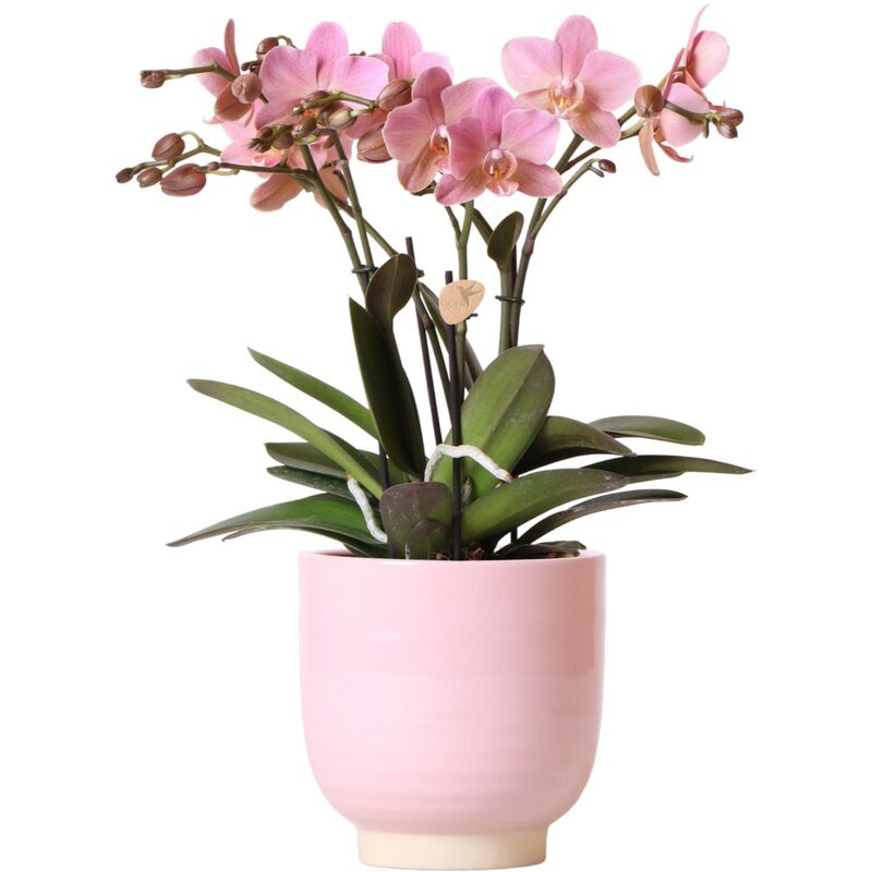 Kolibri Orchids - Orchidée Phalaenopsis Jewel Treviso rose dans un pot émaillé rose - taille du pot 12cm