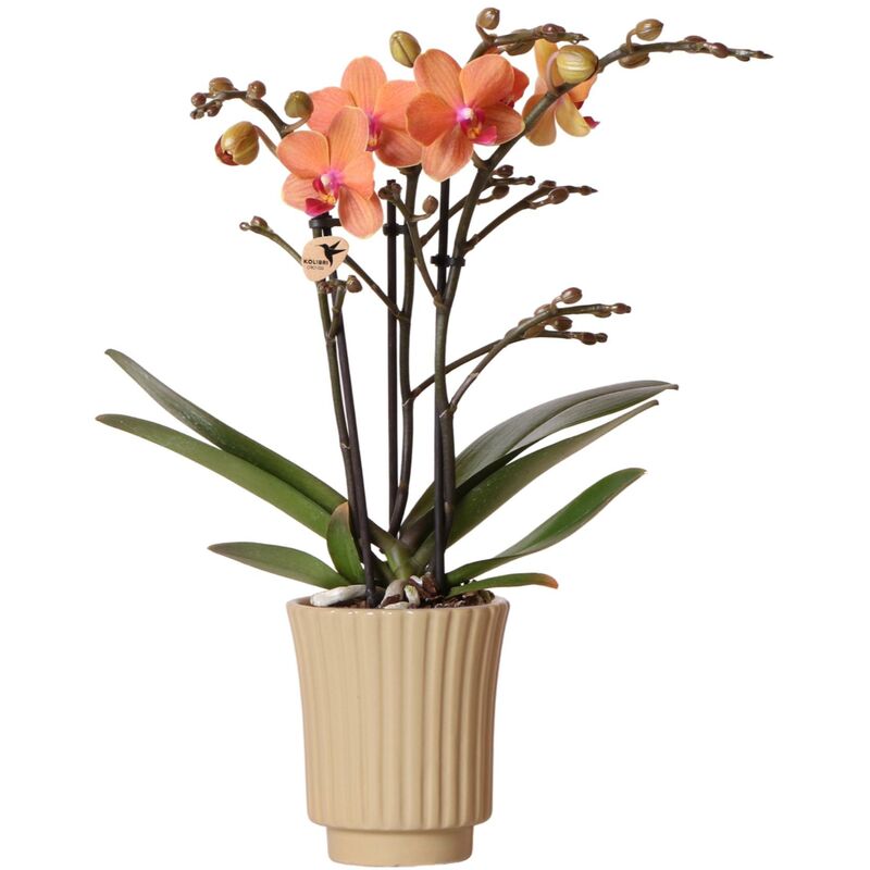 Orchidée Phalaenopsis orange - Mineral Bolzano + Retro khaki - taille de pot 9cm - plante d'intérieur à fleurs - Kolibri Orchids