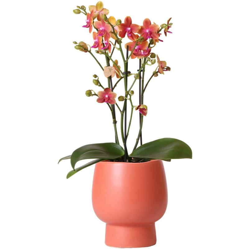 Orchidée Phalaenopsis orange parfumée en pot scandinave terracotta - taille du pot 12cm - Kolibri Orchids