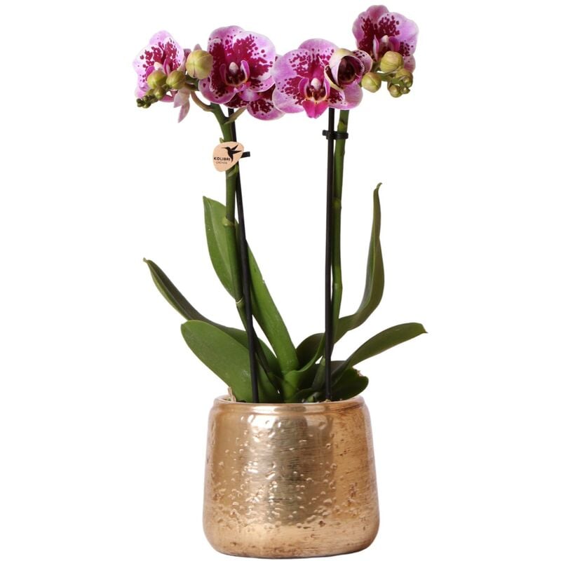 Kolibri Orchids - Orchidée Phalaenopsis rose mauve - Salvador + pot doré de luxe - taille du pot 9cm - hauteur 35cm - plante d'intérieur à fleurs