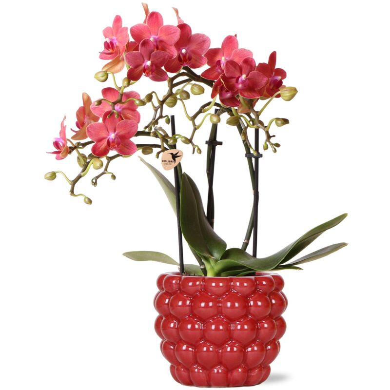 Kolibri Orchids - orchidée phalaenopsis rouge - Congo + pot décoratif à baies - taille de pot 9cm - hauteur 40cm - plante d'intérieur fleurie