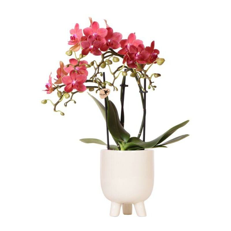 Kolibri Orchids - Orchidée Phalaenopsis rouge - Congo + pot en caoutchouc travertin - taille de pot 9cm - hauteur 40cm - plante d'intérieur fleurie