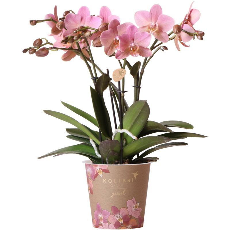 Kolibri Orchids - Orchidée Phalaenopsis vieux rose - Jewel Treviso - taille de pot 12cm - plante d'intérieur à fleurs - fraîchement obtenue chez le