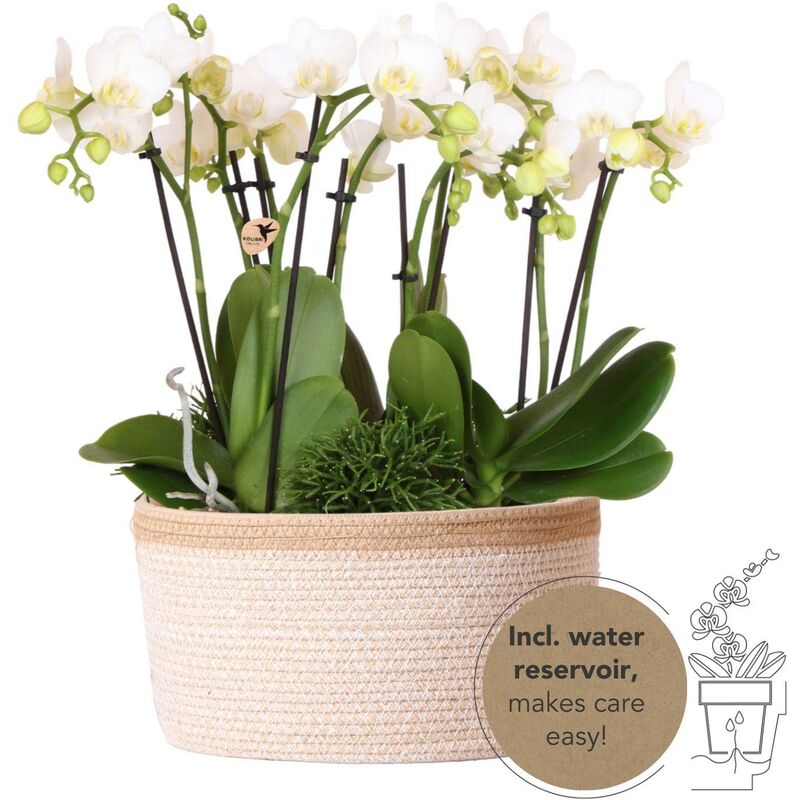 Kolibri Orchids - set de plantes blanches dans un panier en coton avec réservoir d'eau - 3 orchidées blanches Amabilis 9cm et 3 plantes vertes