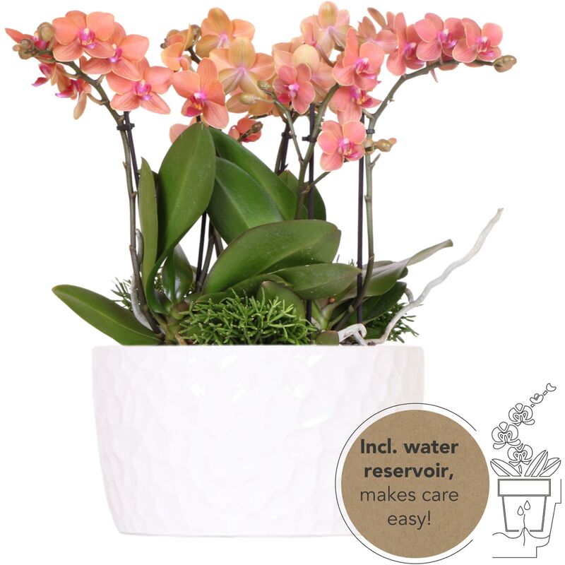 Kolibri Orchids - set de plantes orange dans une coupe à miel, réservoir d'eau inclus - trois orchidées orange Bozen 9cm et trois plantes vertes