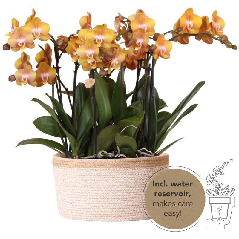 Set d'orchidées orange dans un panier en coton avec réservoir d'eau - trois orchidées orange Las Vegas 12cm - Kolibri Orchids