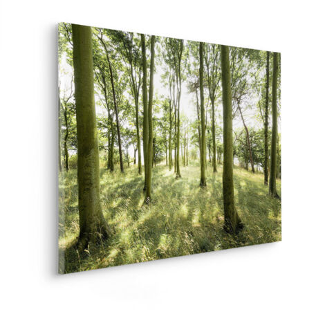Komar Canvasbild Dänische Buchen - 60 x 90 cm - Bild auf Keilrahmen - Naturmotiv