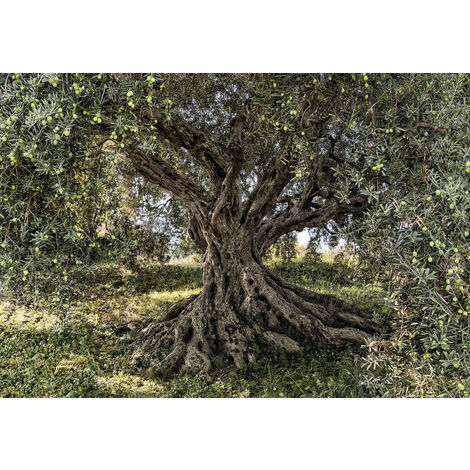 Komar Fototapete Olive Tree 368 x 254 cm Fototapete