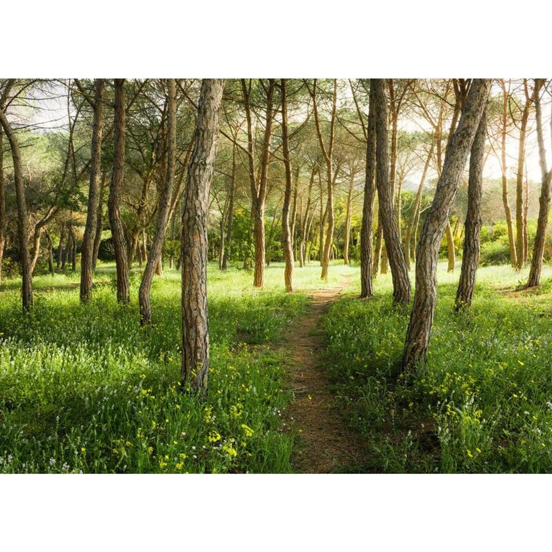 

Komar Mural fotográfico Blutenzauberwald 450x280 cm - Multicolor