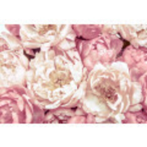Komar Peonies 368 x 248 cm, Papier peint panoramique XXL4-091, photomurale sur intissé