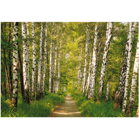 Komar Wandtapete - Birkenwald - 254 x 368 cm - Papier - Naturmotiv