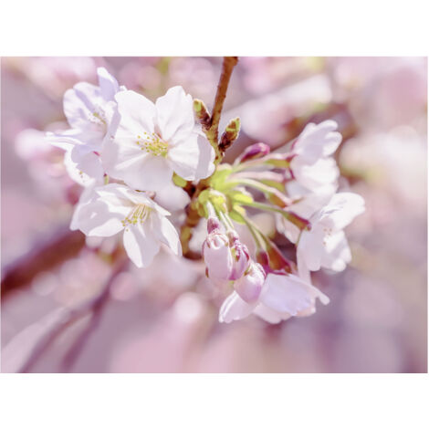Komar Wandtapete - Pink Blossom - 184 x 248 cm - Vlies Motivtapete