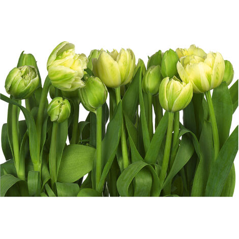 Komar Wandtapete - Tulips - 254 x 368 cm - Papier Motivtapete - Naturmotiv