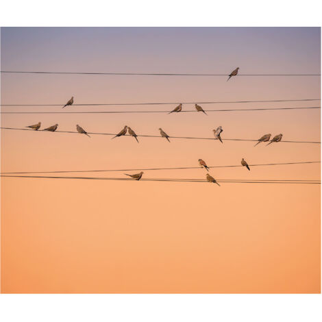 Komar Wandtapete - Zugvögel - 250 x 300 cm - Vlies Digitaldruck - Naturmotiv