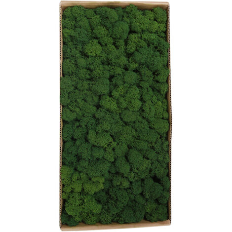 Konserviertes Moos als Wanddekoration für Gartenkunst [500 g 1,1 lb] Echtes Dekomoos für Mikrogärten