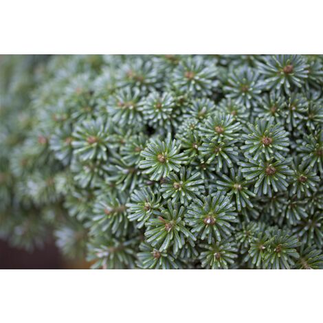 Koreatanne 'Tanja' Abies koreana Tanja' C 30 80- 100