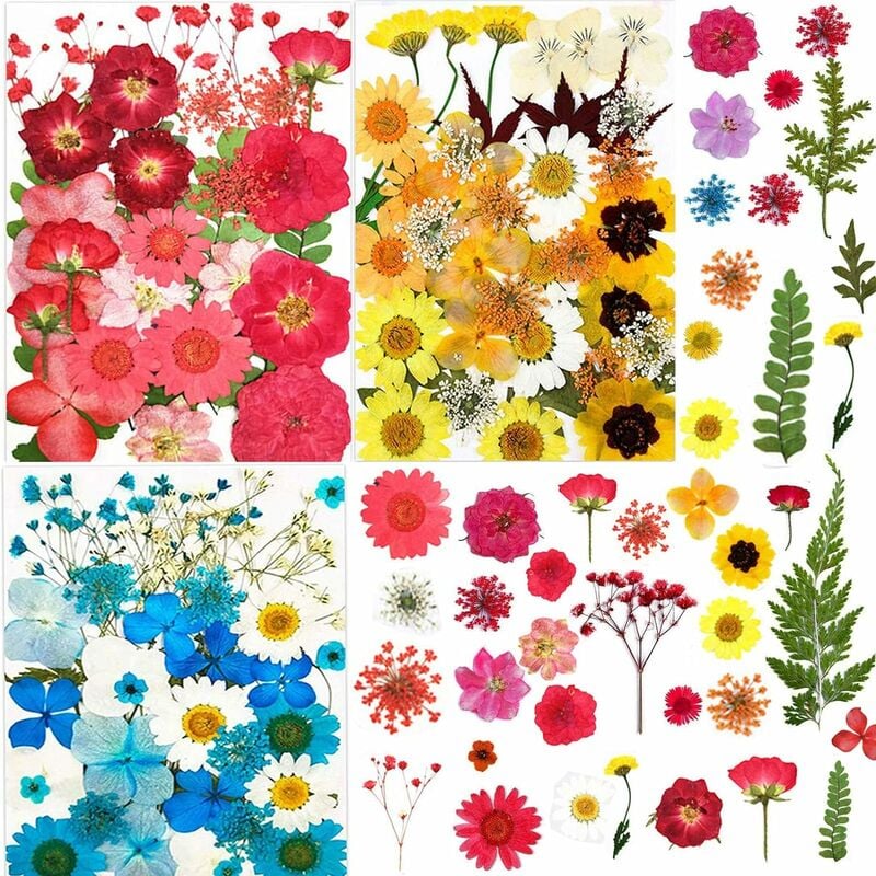 101 morceaux de fleurs séchées naturelles, véritable gaufrage séché naturel Fei Yu