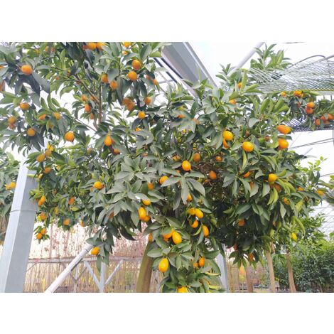 Kumquat "Fortunella margarita" mandarino cinese Agrumi di Sicilia esemplare unico pianta in mastello 55 cm FOTO REALI