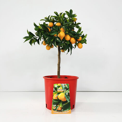 KUMQUAT OVALE Ø 20 CM