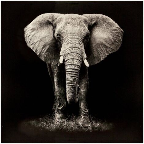 Kunstdruck Elefant 100 × 100 cm