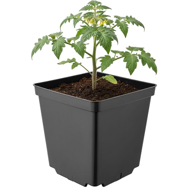 Garronda Pflanztopf Kunststoff 15 X 15 X 15 Cm (2, 5l) Eckig Mit Drainagelöchern Blumentopf Robust Pflanzentopf Für Garten Gewächshaus Balkon