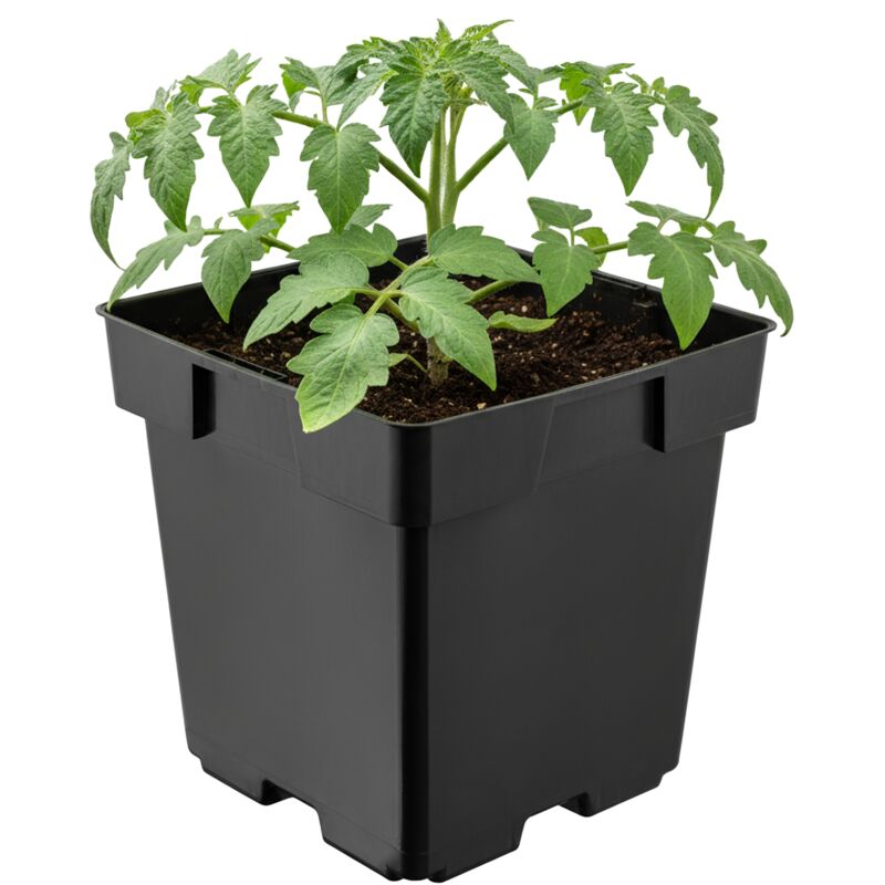 Garronda Pflanztopf Kunststoff 14 X 14 X 14 Cm (2l) Eckig Mit Drainagelöchern Blumentopf Robust Pflanzentopf Für Garten Gewächshaus Balkon Anzucht